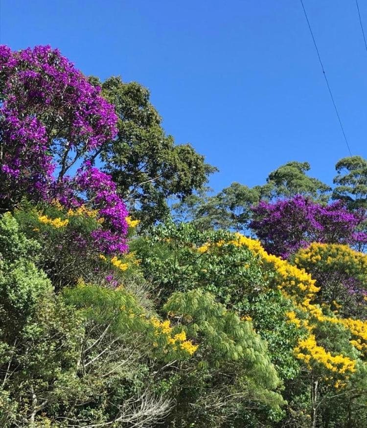 Pinheiros Do Rocio Hotel Petrópolis Екстериор снимка